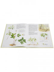 Софи в мире деревьев. Софи в мире цветов. Комплект из 2 книг - Фото 8