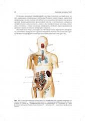 Анатомия человека. Учебник. В 2 томах. Комплект из 2 книг - Фото 13