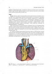 Анатомия человека. Учебник. В 2 томах. Комплект из 2 книг - Фото 14