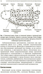 Интерпретация лабораторных исследований при заболеваниях печени - Фото 7