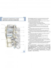 Визуальная анатомия человека. Остеология. Артросиндесмология. Комплект из 2 наборов карточек - Фото 3