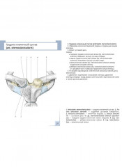 Визуальная анатомия человека. Остеология. Артросиндесмология. Комплект из 2 наборов карточек - Фото 5