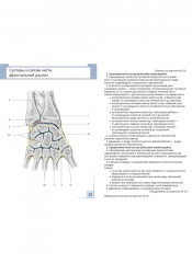Визуальная анатомия человека. Остеология. Артросиндесмология. Комплект из 2 наборов карточек - Фото 7