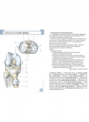 Визуальная анатомия человека. Остеология. Артросиндесмология. Комплект из 2 наборов карточек - Фото 9