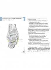 Визуальная анатомия человека. Остеология. Артросиндесмология. Комплект из 2 наборов карточек - Фото 11