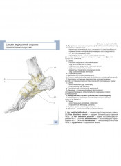 Визуальная анатомия человека. Остеология. Артросиндесмология. Комплект из 2 наборов карточек - Фото 13