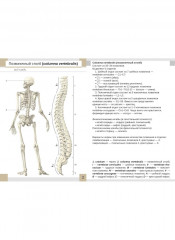 Визуальная анатомия человека. Остеология. Артросиндесмология. Комплект из 2 наборов карточек - Фото 2