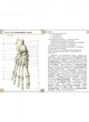 Визуальная анатомия человека. Остеология. Артросиндесмология. Комплект из 2 наборов карточек - Фото 6