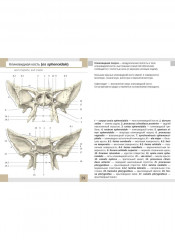 Визуальная анатомия человека. Остеология. Артросиндесмология. Комплект из 2 наборов карточек - Фото 8