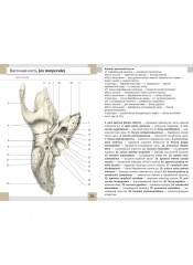 Визуальная анатомия человека. Остеология. Артросиндесмология. Комплект из 2 наборов карточек - Фото 10