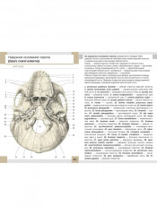 Визуальная анатомия человека. Остеология. Артросиндесмология. Комплект из 2 наборов карточек - Фото 12