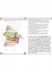 Визуальная анатомия человека. Остеология. Артросиндесмология. Комплект из 2 наборов карточек - Фото 14