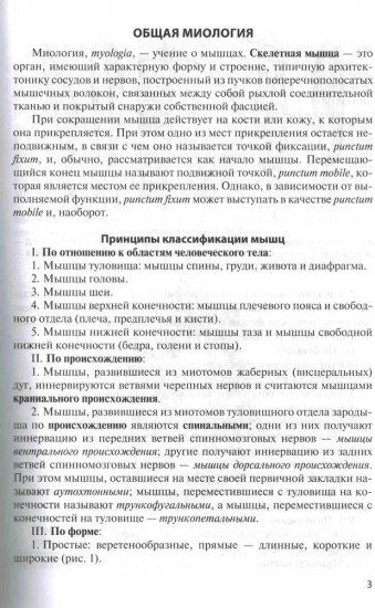 Анатомия мышечной системы (мышцы, фасции и топография)