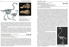 Вымершие птицы мира: Сокращение биологического разнообразия в эпоху экспансии человечества - Фото 1
