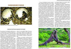 Террариум: вчера, сегодня, завтра - Фото 4