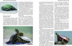 Террариум: вчера, сегодня, завтра - Фото 5