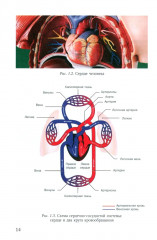 Пороки сердца: порок аортального клапана - Фото 4