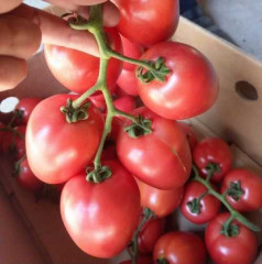 Семена гибридного томата «Конго F1» - Фото 1