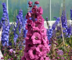 Дельфиниум «Пинк Пунш F1» - Фото 1
