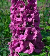 Дельфиниум «Пинк Пунш F1» - Фото 2