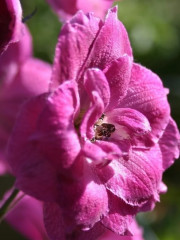 Дельфиниум «Пинк Пунш F1» - Фото 4