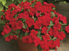 Бальзамин Уоллера F1 крупноцветковый «Ред Каули» - Фото 1