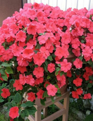 Бальзамин Уоллера F1 крупноцветковый «Роуз Эль» - Фото 1