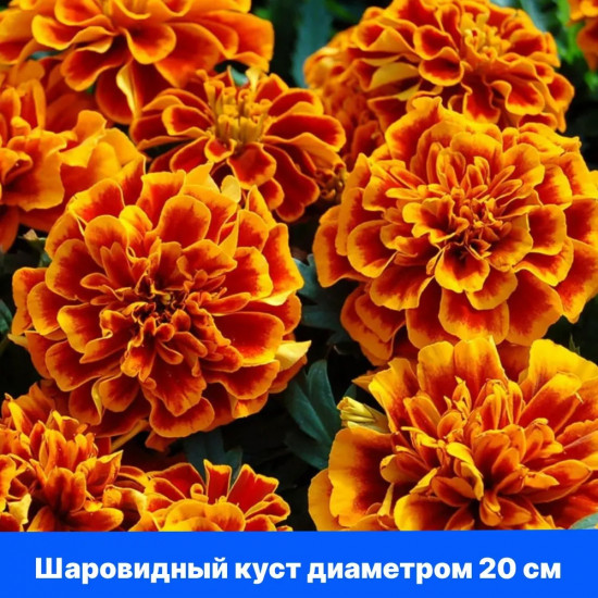 Бархатцы отклоненные «Бонанза Дип Оранж»