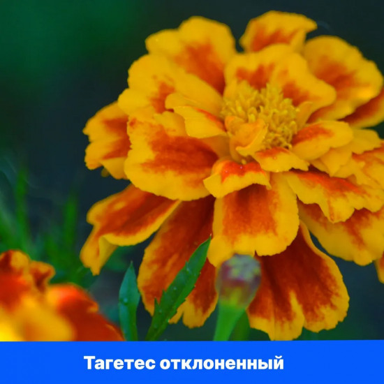 Бархатцы отклоненные «Бонанза Дип Оранж»