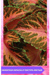 Колеус шлемниковидный «Визард Корал Санрайз» - Фото 1