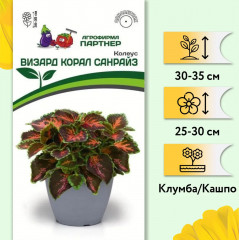 Колеус шлемниковидный «Визард Корал Санрайз» - Фото 2