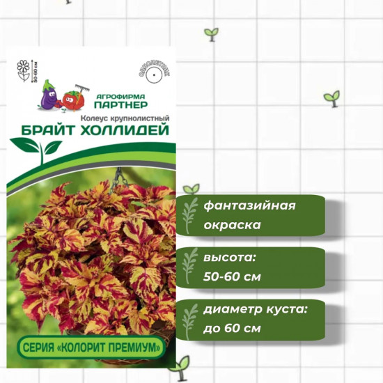 Колеус шлемниковидный «Брайт Холлидей»