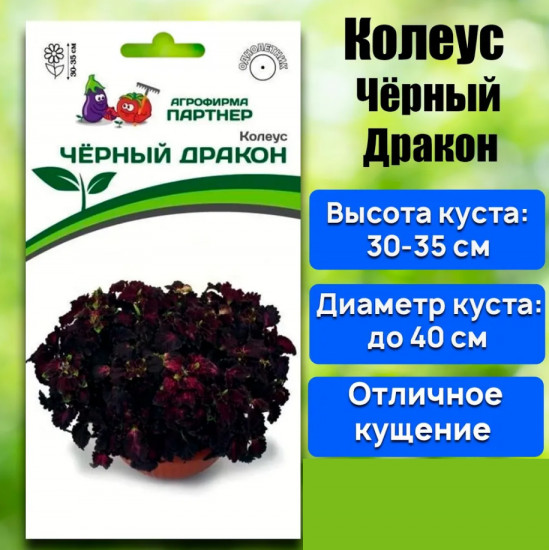 Колеус шлемниковидный «Чёрный Дракон»
