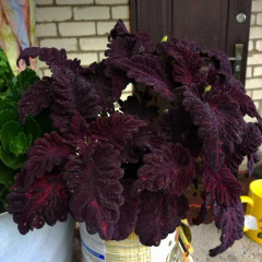 Колеус шлемниковидный «Чёрный Дракон» - Фото 2