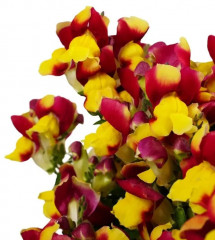 Львиный зев низкорослый крупноцветковый «Сперанца F1» - Фото 1