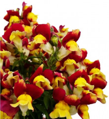 Львиный зев низкорослый крупноцветковый «Сперанца F1» - Фото 2