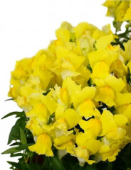 Львиный зев низкорослый крупноцветковый «Умберто F1» - Фото 1