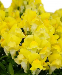 Львиный зев низкорослый крупноцветковый «Умберто F1» - Фото 2