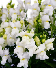 Львиный зев низкорослый крупноцветковый «Федельта F1» - Фото 1