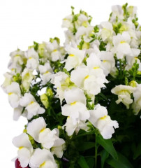 Львиный зев низкорослый крупноцветковый «Федельта F1» - Фото 2