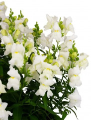 Львиный зев низкорослый крупноцветковый «Федельта F1» - Фото 3