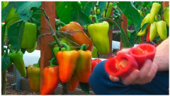 Перец сладкий «Пилот F1» - Фото 1