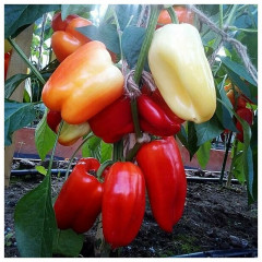 Перец сладкий «Халиф F1» - Фото 4