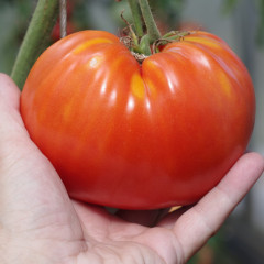 Томат «Легенда Коктебеля» - Фото 3