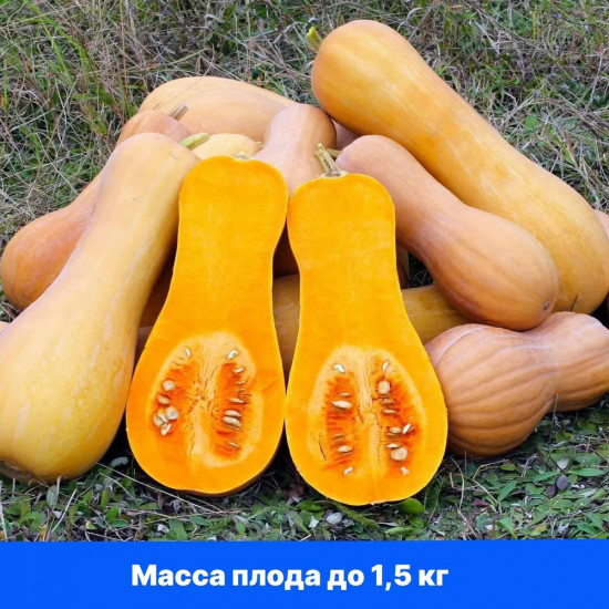 Тыква «Страдивари»