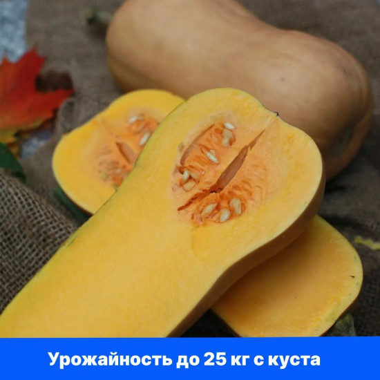 Тыква «Страдивари»