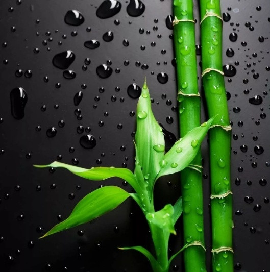 Весы напольные SC-BS33E051 Bamboo