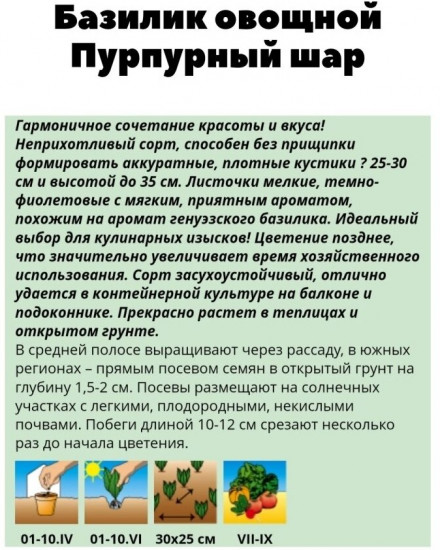 Базилик овощной «Пурпурный шар»