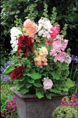 Семена шток-розы смесь сортов «Мажоретт махровая» - Фото 1