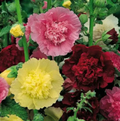 Семена шток-розы смесь сортов «Мажоретт махровая» - Фото 2